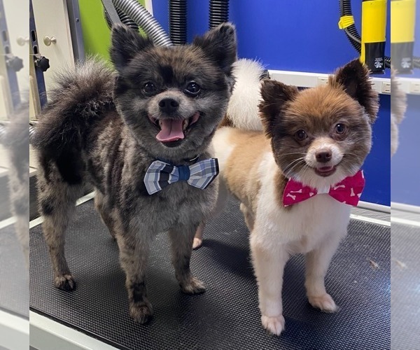 Medium Photo #1  Breeder Profile in ORLANDO, FL, USA