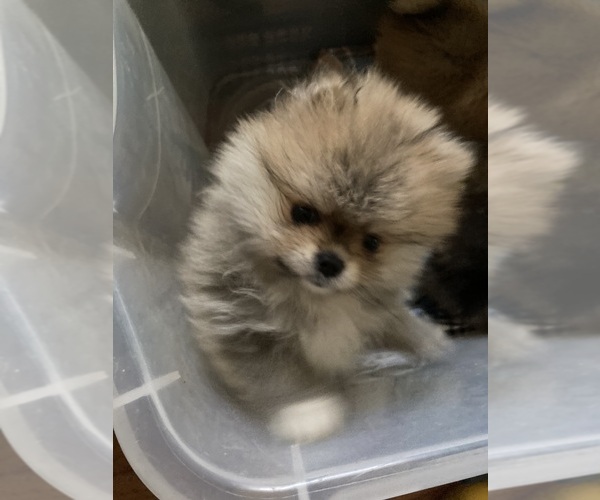 Medium Photo #10  Breeder Profile in CEDAR GROVE, NC, USA