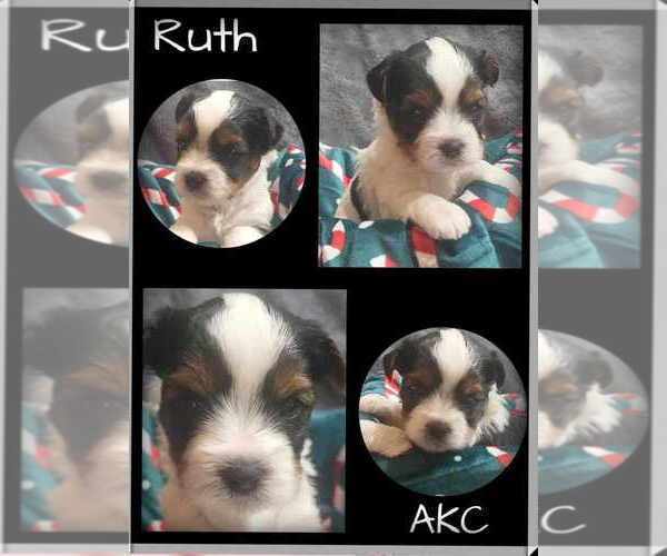 Medium Photo #23  Breeder Profile in FT WORTH, TX, USA