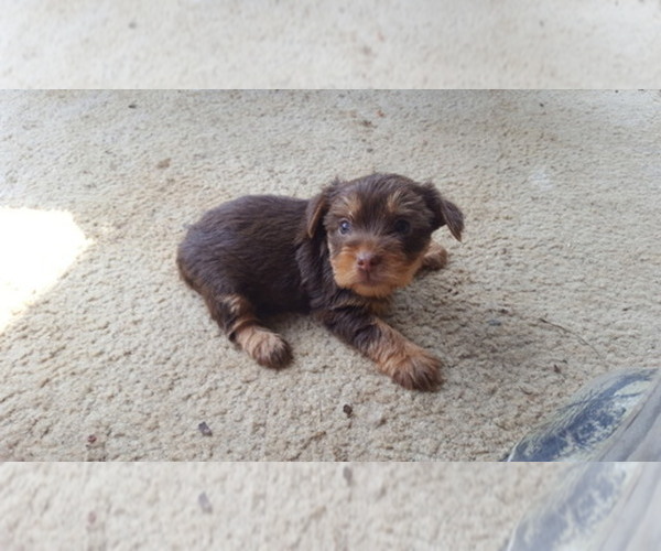 Medium Photo #1  Breeder Profile in HARRIMAN, TN, USA
