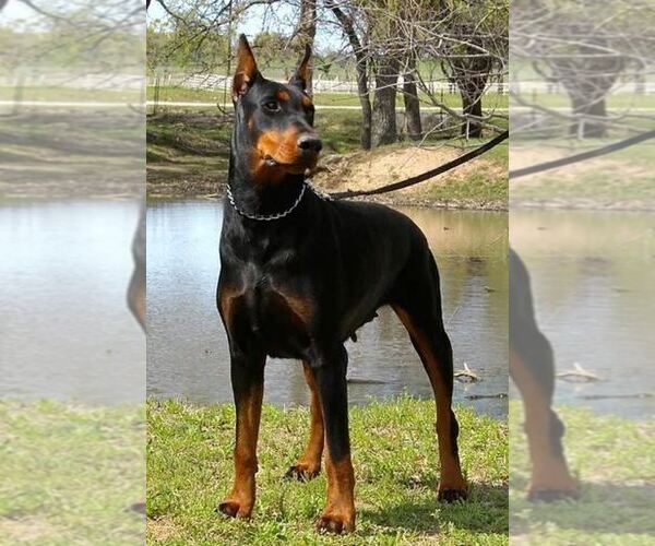 Medium Photo #3  Breeder Profile in BOYD, TX, USA