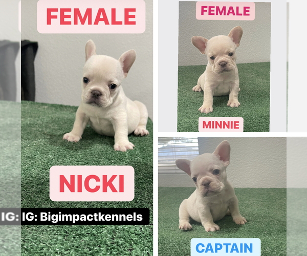 Medium Photo #1  Breeder Profile in APPLE VALLEY, CA, USA