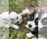 Small #13 Breeder Profile image