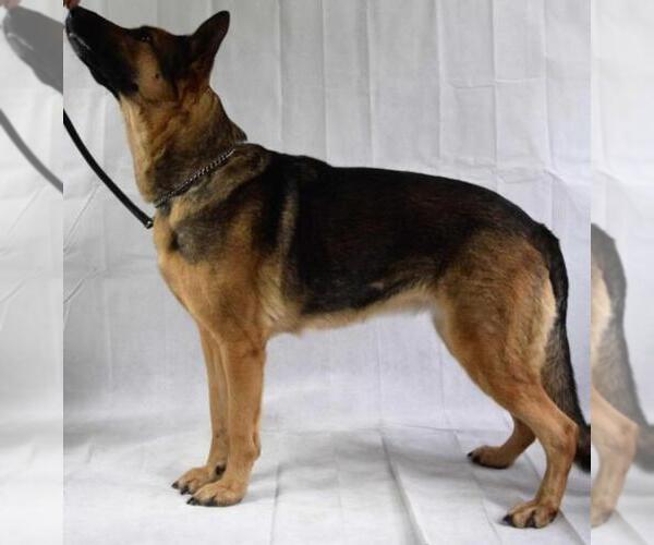 Medium Photo #1  Breeder Profile in COMMERCE, GA, USA