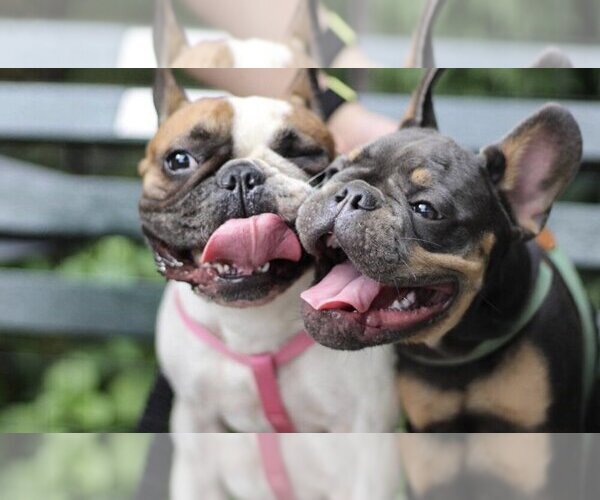 Medium Photo #1  Breeder Profile in BOWLING GREEN, NY, USA