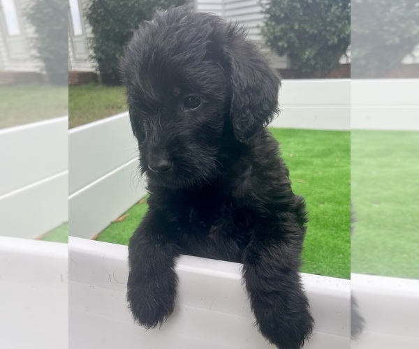 Medium Photo #23  Breeder Profile in WAVERLY, VA, USA