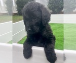 Small #22 Breeder Profile image