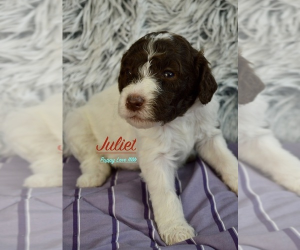 Medium Photo #13  Breeder Profile in POST FALLS, ID, USA