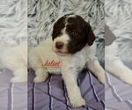 Small #12 Breeder Profile image