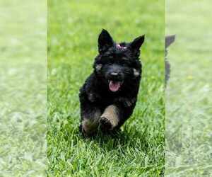 German Shepherd Dog Dog Breeder near SPRING CITY, TN, USA