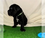 Small Photo #10  Breeder Profile in LEES SUMMIT, MO, USA