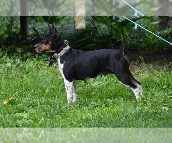 Medium Photo #3  Breeder Profile in PETERSBURG, PA, USA