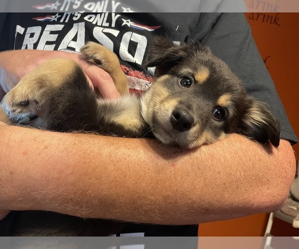 Medium Photo #3  Breeder Profile in JEFFERSONTOWN, KY, USA
