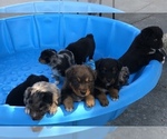 Small #56 Breeder Profile image