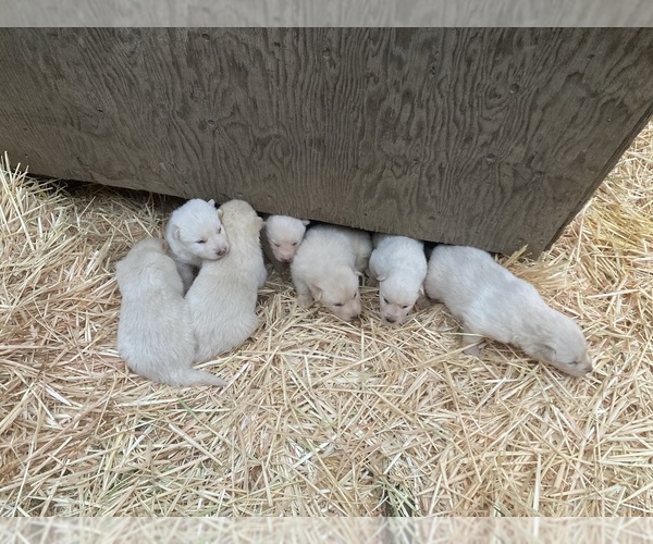 Medium Photo #16  Breeder Profile in MAD RIVER, CA, USA