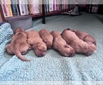 Small #1 Breeder Profile image