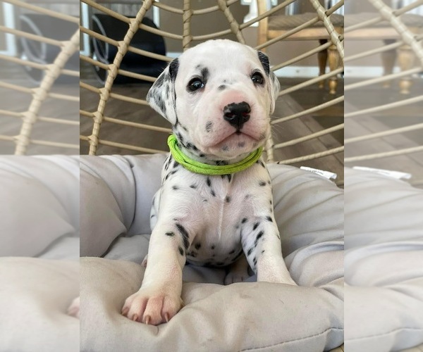 Medium Photo #5  Breeder Profile in PERRIS, CA, USA