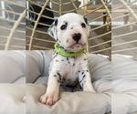 Small #4 Breeder Profile image