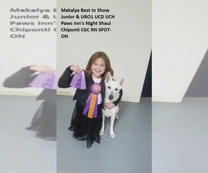 German Shepherd Dog Dog Breeder near CECILIA, KY, USA