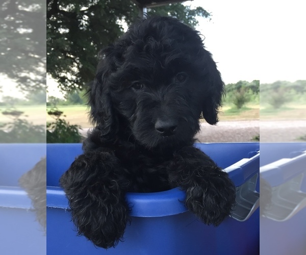 Medium Photo #1  Breeder Profile in GRANBURY, TX, USA