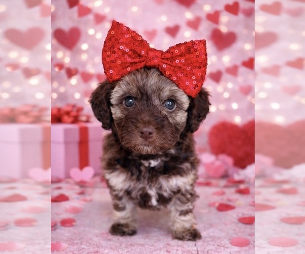 Medium Photo #5  Breeder Profile in HANFORD, CA, USA