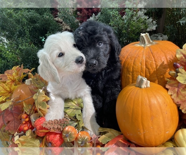 Medium Photo #1  Breeder Profile in LOS ANGELES, CA, USA