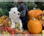 Small breeder photo
