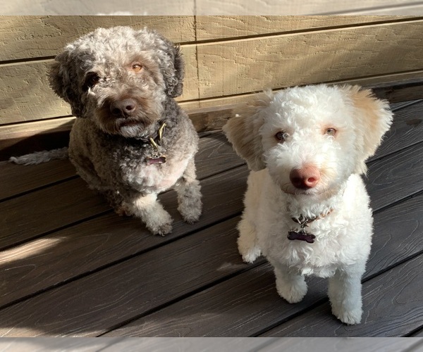 Medium Photo #6  Breeder Profile in VANCOUVER, WA, USA