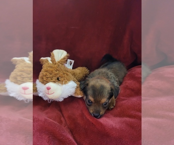 Medium Photo #131  Breeder Profile in AKRON, OH, USA