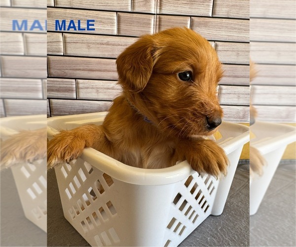 Medium Photo #8  Breeder Profile in ALBUQUERQUE, NM, USA