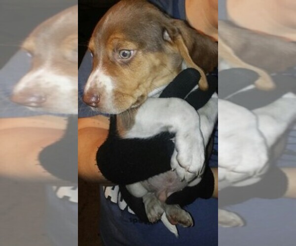 Medium Photo #1  Breeder Profile in UNION GROVE, AL, USA