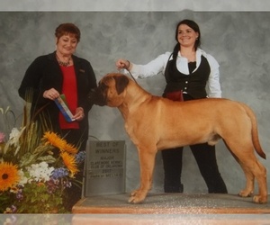 Bullmastiff Dog Breeder near PECULIAR, MO, USA