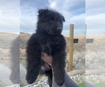 Small #129 Breeder Profile image