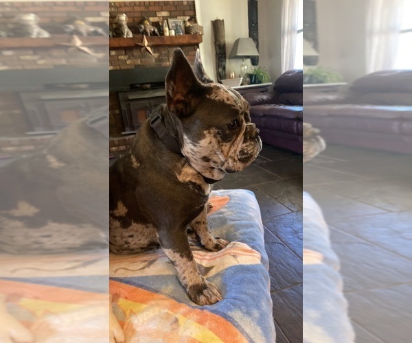 Medium Photo #23  Breeder Profile in GRIFFIN, GA, USA