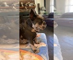Small #22 Breeder Profile image