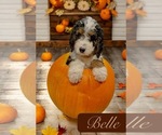 Small #5 Breeder Profile image
