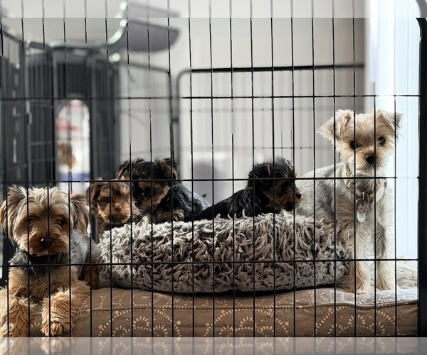 Medium Photo #5  Breeder Profile in CLIFTON, NJ, USA