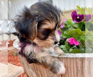 Yorkshire Terrier Dog Breeder near SAN TAN VALLEY, AZ, USA