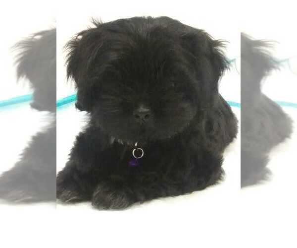 Medium Photo #1  Breeder Profile in AMBER, WA, USA