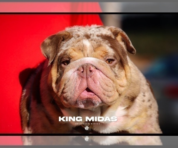 Medium Photo #2  Breeder Profile in STOCKBRIDGE, GA, USA