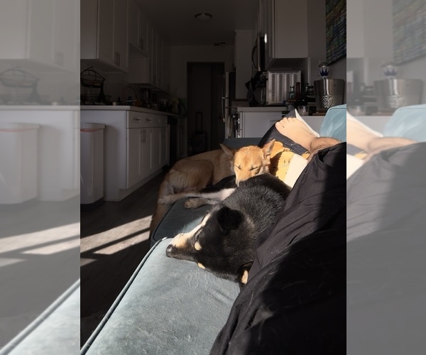 Medium Photo #1  Breeder Profile in LOS ANGELES, CA, USA