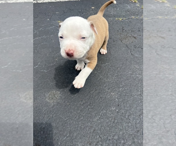 Medium Photo #1  Breeder Profile in DECATUR, GA, USA