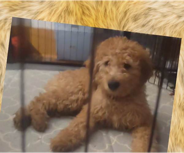 Medium Photo #5  Breeder Profile in CLEVELAND, OH, USA