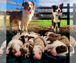Small breeder photo