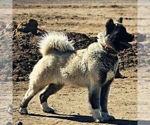 Akita Dog Breeder in BENNETT,  USA