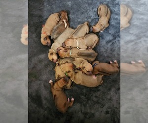 Rhodesian Ridgeback Dog Breeder near YOUNGWOOD, PA, US