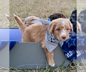 Double Doodle Dog Breeder in GREENEVILLE,  USA