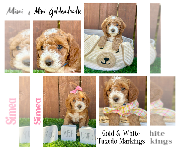 Medium Photo #41  Breeder Profile in BAKERSFIELD, CA, USA