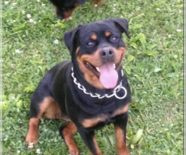 Medium Photo #23  Breeder Profile in VONORE, TN, USA