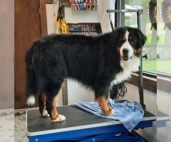 Medium Photo #1  Breeder Profile in MILLERTON, PA, USA